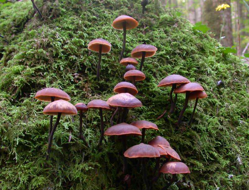 Macrocystidia cucumis